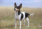 Toy Fox Terrier: Dog Breed Characteristics & Care