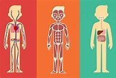 Sistemas del cuerpo humano: ¿cuáles hay y cómo funcionan?