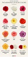 National Rose Month: The Meaning of Rose Colors