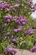 Sensation Lilac - Pahl's Market - Apple Valley, MN