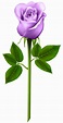 clip art purple rose 20 free Cliparts | Download images on Clipground 2024