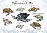 Meeresschildkröten - The art of Stephanie NaglschmidThe art of ...
