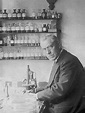 Martinus W. Beijerinck | Biography, Virology, & Facts | Britannica