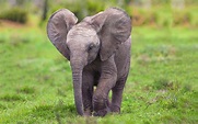 HD Baby Elephant Wallpaper | PixelsTalk.Net