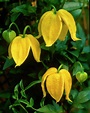 Clematis tibetana tangutica Bill MacKenzie - Orange Peel Clematis