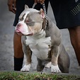 AMERICAN BULLY BREEDINGS: THE BEST POCKET BULLY PUPPIES FOR SALE | by ...