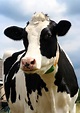 Cow Facts - KidsPressMagazine.com