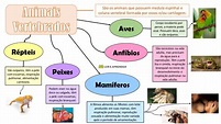 Mapa mental animais vertebrados - Ler e Aprender - Ler e Aprender