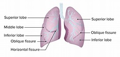 Pulmones: Anatomía | Concise Medical Knowledge