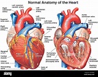 Anatomie des Herzens Stockfotografie - Alamy
