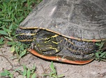 Westerm Painted Turtle (Chrysemys picta bellii) - Psychotic Nature