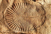Dickinsonia : Fossils Of The Earliest Known Living Animal - UPSC Notes