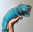Blue Iguana for sale online | baby blue iguanas for sale near me