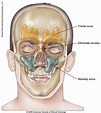 Nasal Cavity Bone Anatomy - ANATOMY STRUCTURE