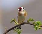 Interesting Facts About Finches