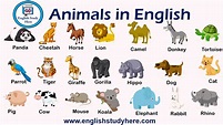 Animals in English - English Study Here