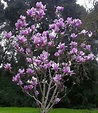 The showy Magnolia soulangiana tree, commonly called the saucer ...