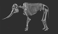 Jonathan Seeney - African Elephant Skeleton