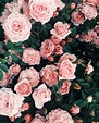 10 Greatest wallpaper aesthetic rose You Can Download It At No Cost ...