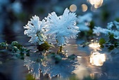 Eisblumen (Forum für Naturfotografen)