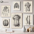 Human Anatomy Artwork Medical Wall Picture Muscle Skeleton Vintage ...