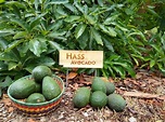 The Hass avocado tree: a profile - Greg Alder's Yard Posts: Southern ...