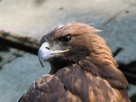 File:Aquila-chrysaetos-golden-eagle-0b.jpg - Wikimedia Commons