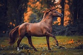 25 Horse Photography Tips: Take Great Equine Photography