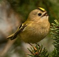 The Smallest Bird in the UK | Small birds, Birds, Beautiful birds