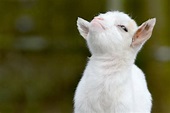 Cute Baby Goat Wallpapers - Top Free Cute Baby Goat Backgrounds ...