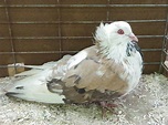 Montauban French Pigeons | Pigeontype