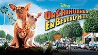 Ver Un chihuahua en Beverly Hills | Película completa | Disney+
