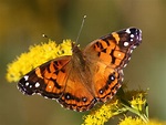 American Painted Lady (Vanessa virginiensis) | Beautiful butterfly ...