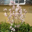 Magnolia Stellata Rosea | Buy Pink Star Magnolia Shrubs & Trees