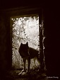 "Wolf at the Door" by Graham Povey | Redbubble