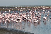 Flamingos on Walvis Bay (With images) | Places to travel, Namibia, Wild ...