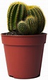 Cactus Plant Png - PNG Image Collection