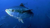 Día Mundial del Atún: el 20 % de la economía de la pesca depende de ...