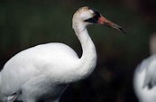Free picture: up-close, white, whooping, crane, bird, grus Americana