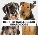 List of 13 Best Hypoallergenic Guard Dogs - Thug Dogs