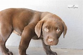 Cheri F Choc Lab: Labrador Retriever puppy for sale near Columbia ...