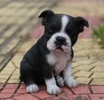 Boston Terrier Cachorros La Mejor Calidad - $ 7,999.00 en Mercado Libre