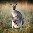 Unique one off drawing of Female Kangaroo with Joey - teaphedra.com