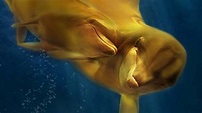 Naya Legend of the Golden Dolphin (2019) Trailer on MUBI