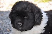 Harrison the Landseer | Newfoundland puppies, Newfoundland dog ...
