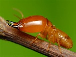 Termite soldier | The termites are a group of social insects… | Flickr