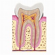 Anatomy of a Tooth - Delta Dental of New Jersey Blog