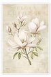 Wandbild „Magnolien-Frühlingsromanze III“ von Andrea Haase ...