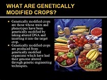Chapter 6 Contd More examples Genetically Modified Crops