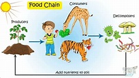 Food Chain | Producers, Consumers, Decomposers | Food Chain in Pond ...